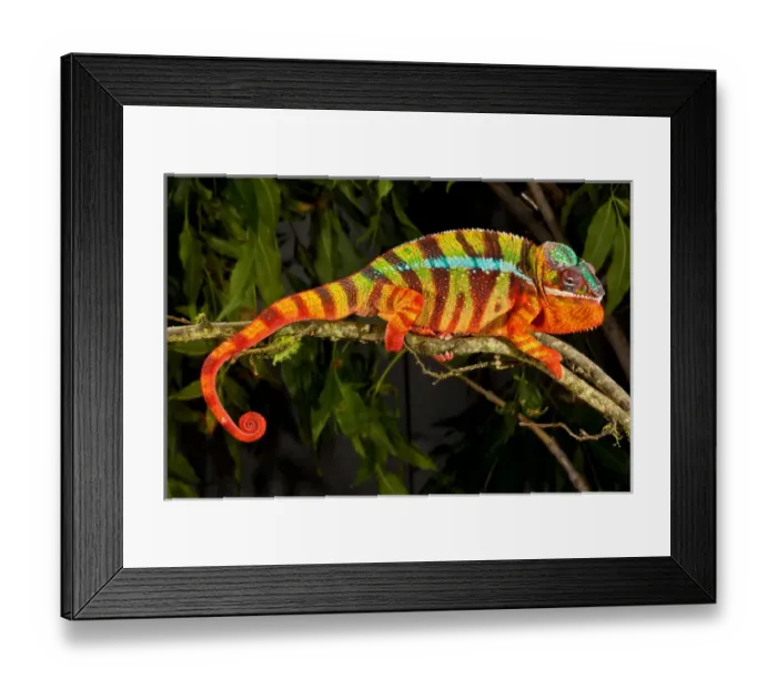 Framed Print : Rainbow Panther Chameleon, Fucifer pardalis, Native to Madagascar
