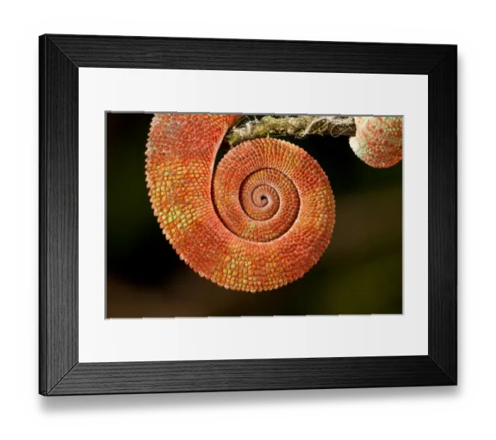 Framed Print : Rainbow Panther Chameleon, Fucifer pardalis, Native to Madagascar Framed Print : Rainbow Panther Chameleon, Fucifer pardalis, Native to Madagascar