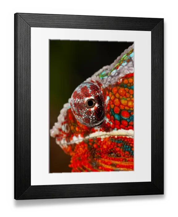 Framed Print : Rainbow Panther Chameleon, Fucifer pardalis, Native to Madagascar