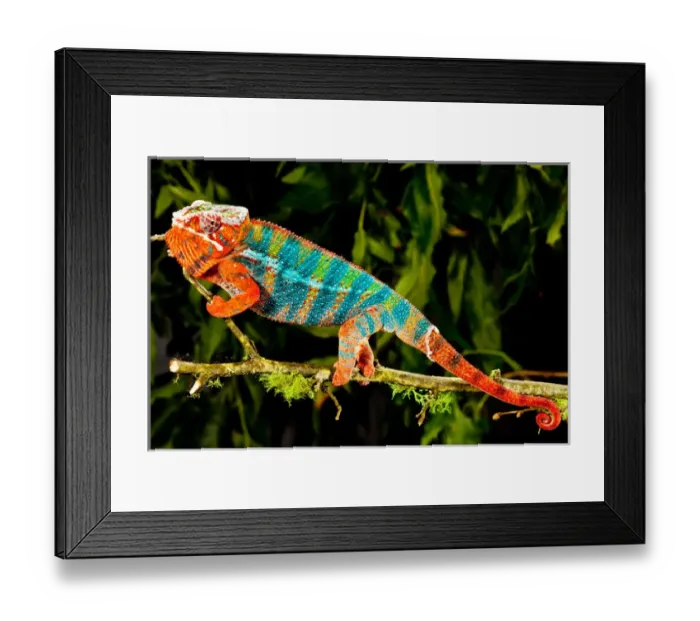 Framed Print : Rainbow Panther Chameleon, Fucifer pardalis, Native to Madagascar Framed Print : Rainbow Panther Chameleon, Fucifer pardalis, Native to Madagascar