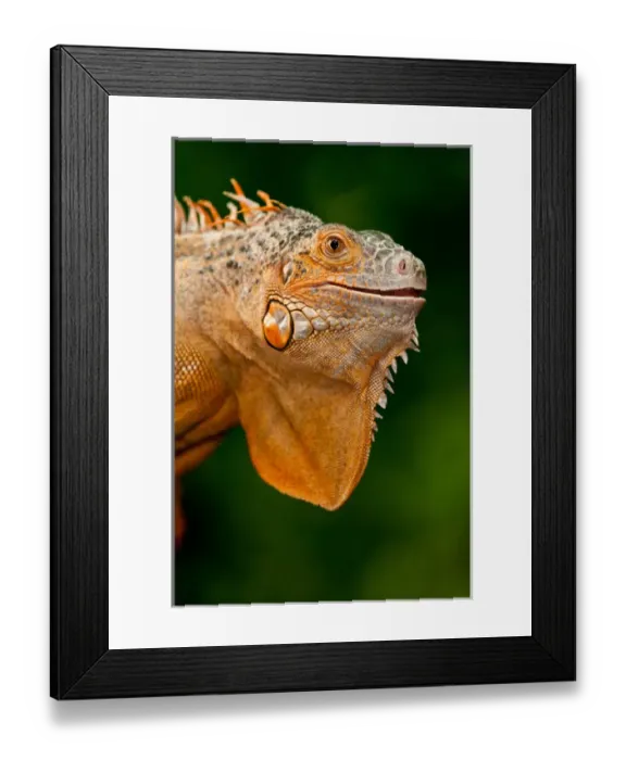Framed Print : Green Iguana, Iguana iguana, Native to Mexico and Central America Framed Print : Green Iguana, Iguana iguana, Native to Mexico and Central America