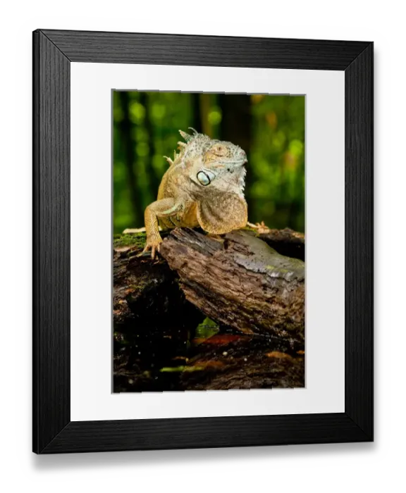 Framed Print : Green Iguana, Iguana iguana, Native to Mexico and Central America