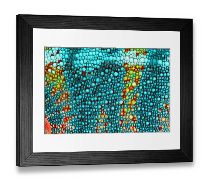Framed Print : Rainbow Panther Chameleon, Fucifer pardalis, Native to Madagascar Framed Print : Rainbow Panther Chameleon, Fucifer pardalis, Native to Madagascar