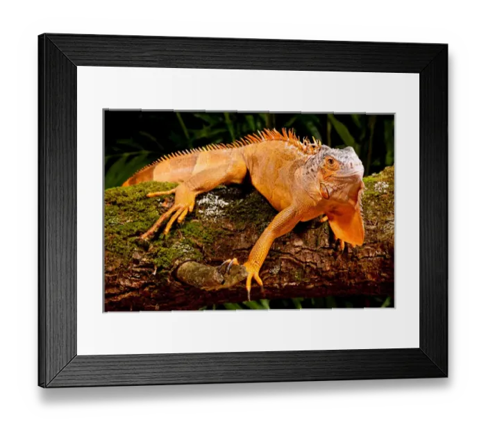 Framed Print : Green Iguana, Iguana iguana, Native to Mexico and Central America Framed Print : Green Iguana, Iguana iguana, Native to Mexico and Central America