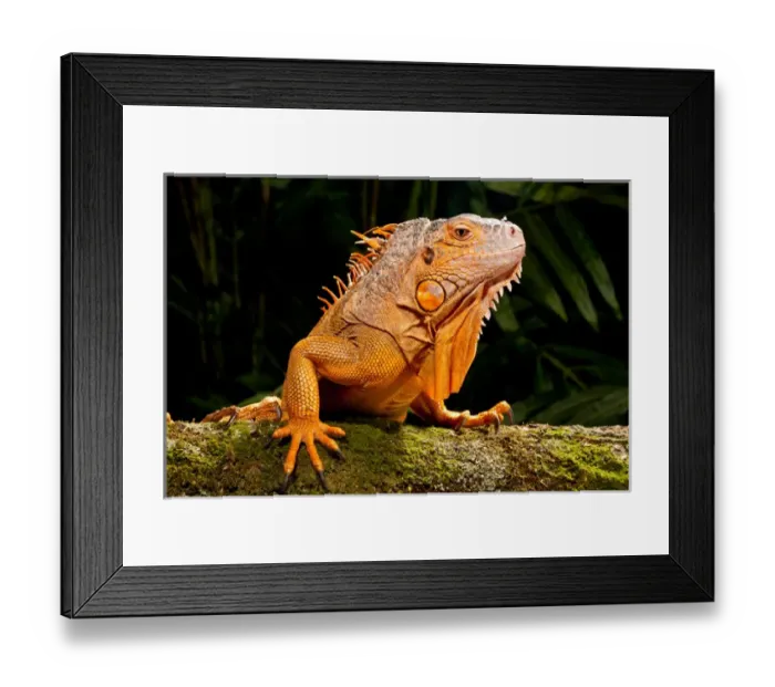 Framed Print : Green Iguana, Iguana iguana, Native to Mexico and Central America