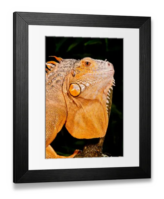 Framed Print : Green Iguana, Iguana iguana, Native to Mexico and Central America