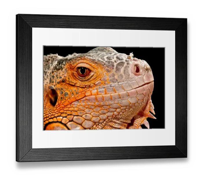 Framed Print : Green Iguana, Iguana iguana, Native to Mexico and Central America Framed Print : Green Iguana, Iguana iguana, Native to Mexico and Central America