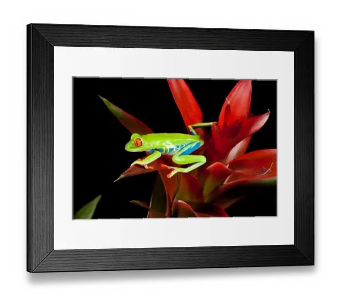 Framed Print : Red Eye Treefrog, Agalychnis callidryas, Native to Central America Framed Print : Red Eye Treefrog, Agalychnis callidryas, Native to Central America