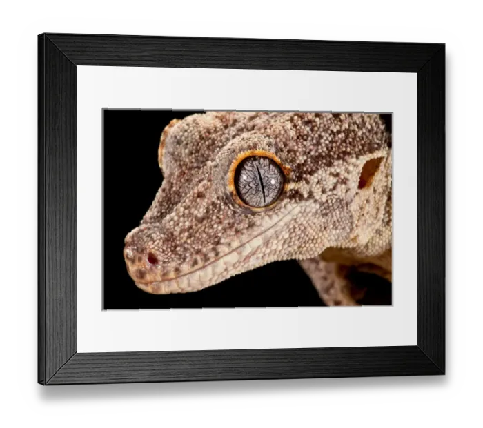 Framed Print : Gargoyle Gecko, Rhacodactylus auriculatus, Native to New Caledonia Framed Print : Gargoyle Gecko, Rhacodactylus auriculatus, Native to New Caledonia