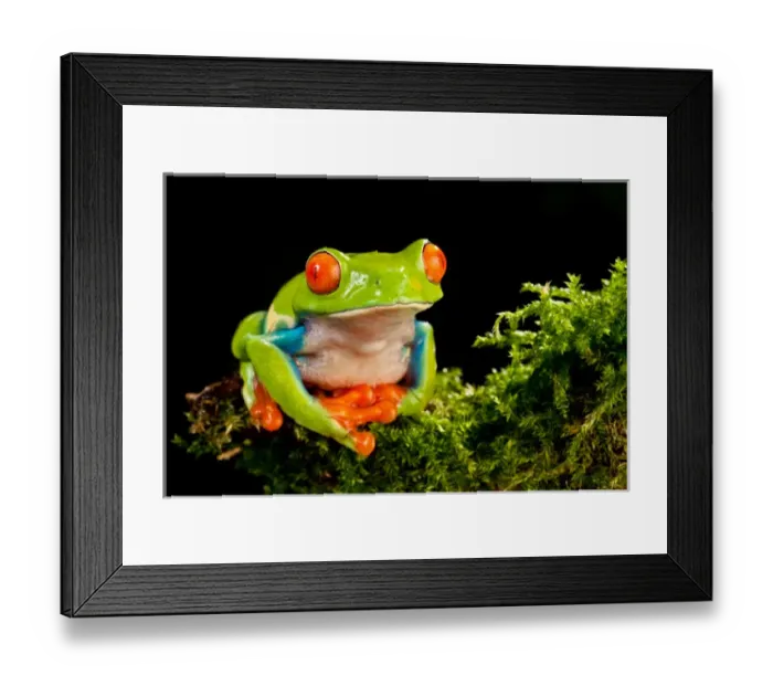 Framed Print : Red Eye Treefrog, Agalychnis callidryas, Native to Central America