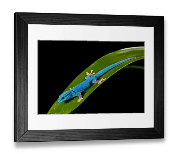 Framed Print : Electric Blue Day Gecko, Lygodactylus williamsi, Native to Tanzania Framed Print : Electric Blue Day Gecko, Lygodactylus williamsi, Native to Tanzania