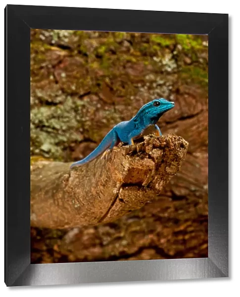 Electric Blue Day Gecko, Lygodactylus williamsi, Native to Tanzania