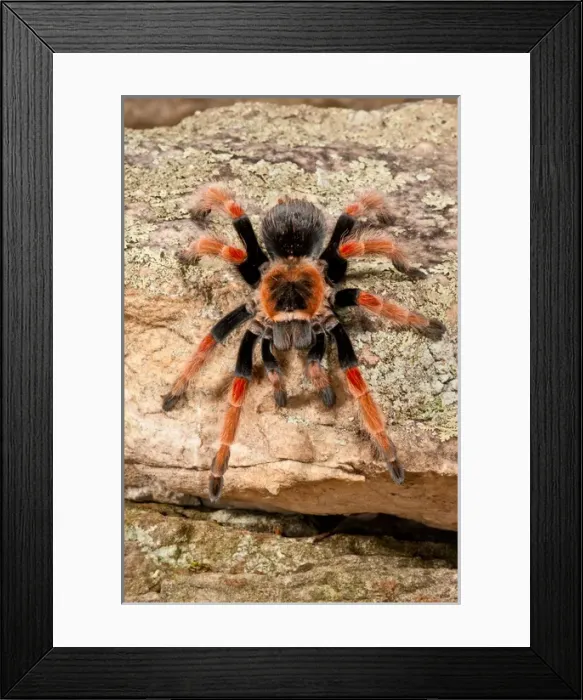 Framed Print : Mexican Painted Leg Tarantula, Brachypelma emelia, Native to Mexico Framed Print : Mexican Painted Leg Tarantula, Brachypelma emelia, Native to Mexico