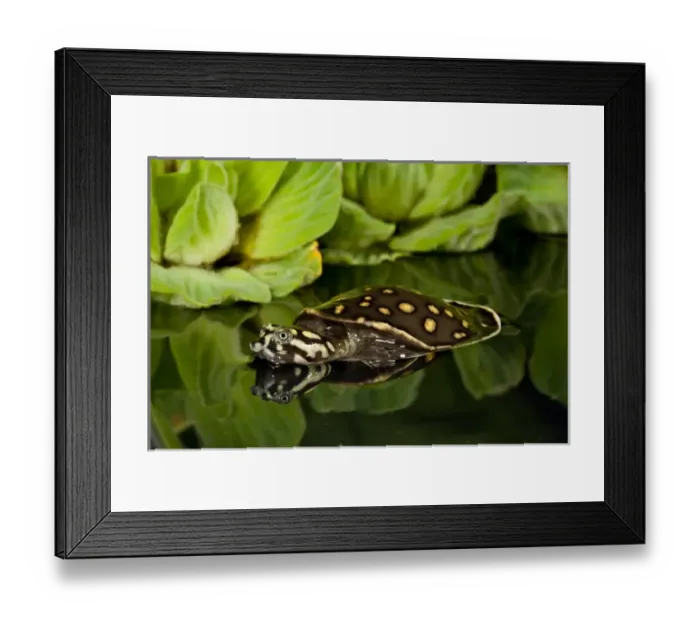 Framed Print : Indian Spotted Softshell Turtle, Lisemys punctata, Native to Indiai Framed Print : Indian Spotted Softshell Turtle, Lisemys punctata, Native to Indiai