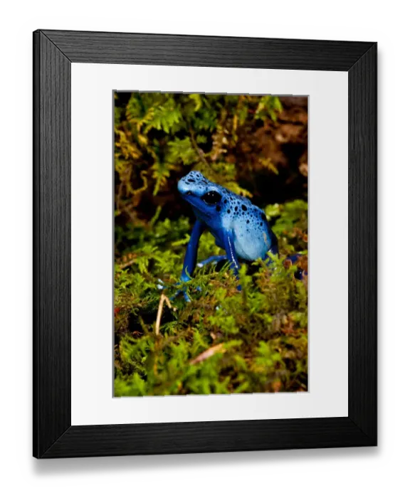 Framed Print : Azure Dart Frog Dendrobates azureus Native to Northern South America Framed Print : Azure Dart Frog Dendrobates azureus Native to Northern South America