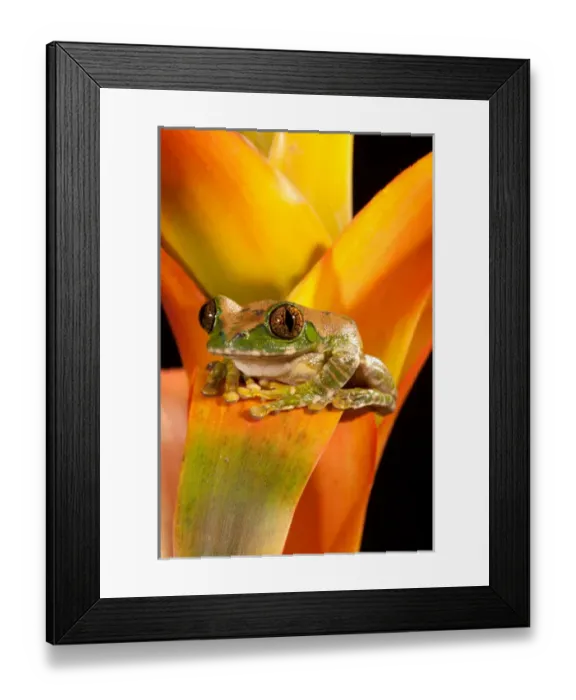 Framed Print : Big Eye Treefrog, Leptopelis vermiculatus, Native to Eastern Africa Framed Print : Big Eye Treefrog, Leptopelis vermiculatus, Native to Eastern Africa
