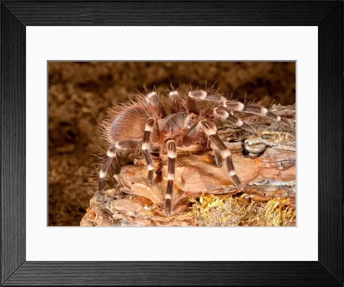 Framed Print : Giant Brazilian Black & White Tarantula, Acanthoscurria brocklehursti Framed Print : Giant Brazilian Black & White Tarantula, Acanthoscurria brocklehursti