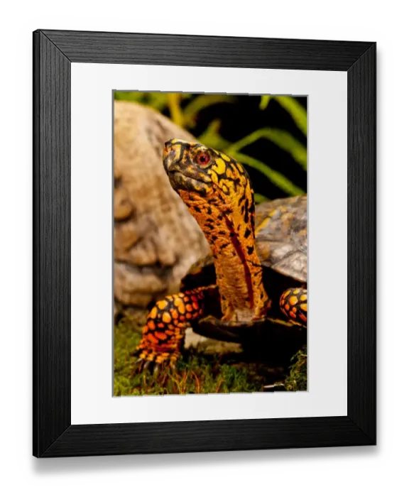 Framed Print : Eastern Box Turtle, Terrapene carolina, Native to Eastern Coastal US Framed Print : Eastern Box Turtle, Terrapene carolina, Native to Eastern Coastal US