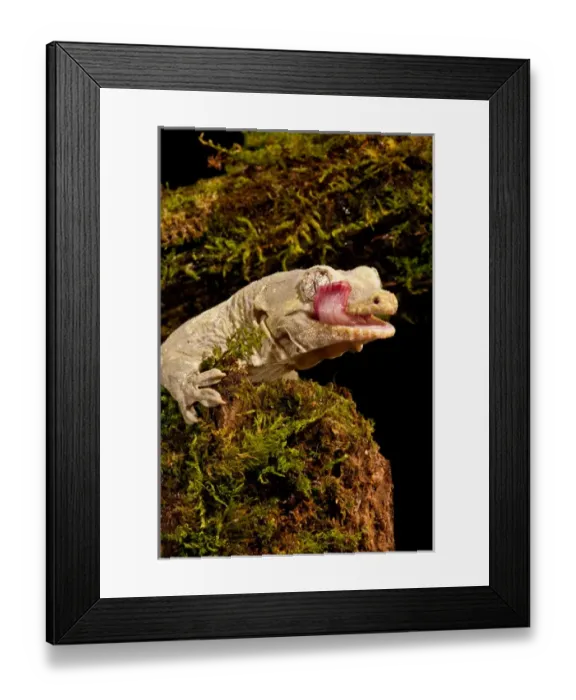 Framed Print : Bavays Giant Gecko, Rhacodactylus chahoua, Native to New Caledonia Framed Print : Bavays Giant Gecko, Rhacodactylus chahoua, Native to New Caledonia