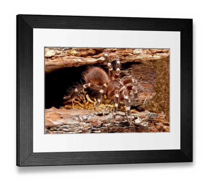 Framed Print : Giant Brazilian Black & White Tarantula, Acanthoscurria brocklehursti Framed Print : Giant Brazilian Black & White Tarantula, Acanthoscurria brocklehursti
