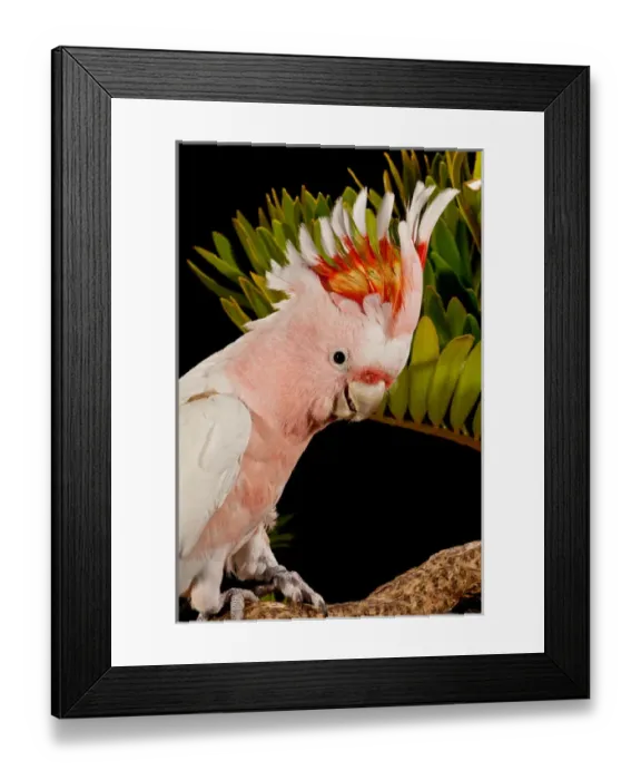 Framed Print : Major Mitchells Cockatoo, Lophochroa leadbeateri, Native to Australia