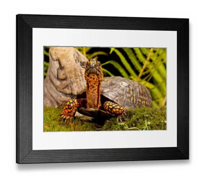 Framed Print : Eastern Box Turtle, Terrapene carolina, Native to Eastern Coastal US Framed Print : Eastern Box Turtle, Terrapene carolina, Native to Eastern Coastal US