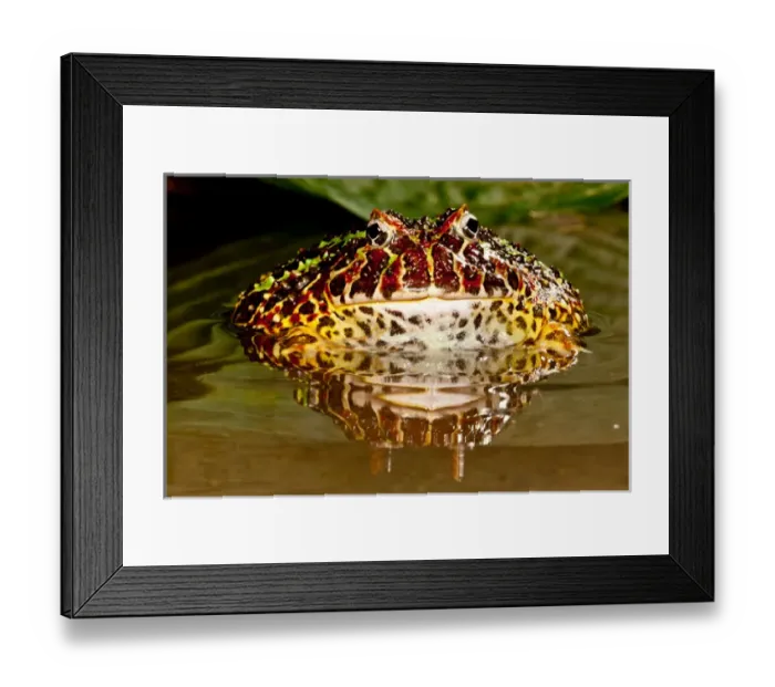 Framed Print : Ornate Horn Frog, Ceratophrys ornata, Native to Northern South America Framed Print : Ornate Horn Frog, Ceratophrys ornata, Native to Northern South America