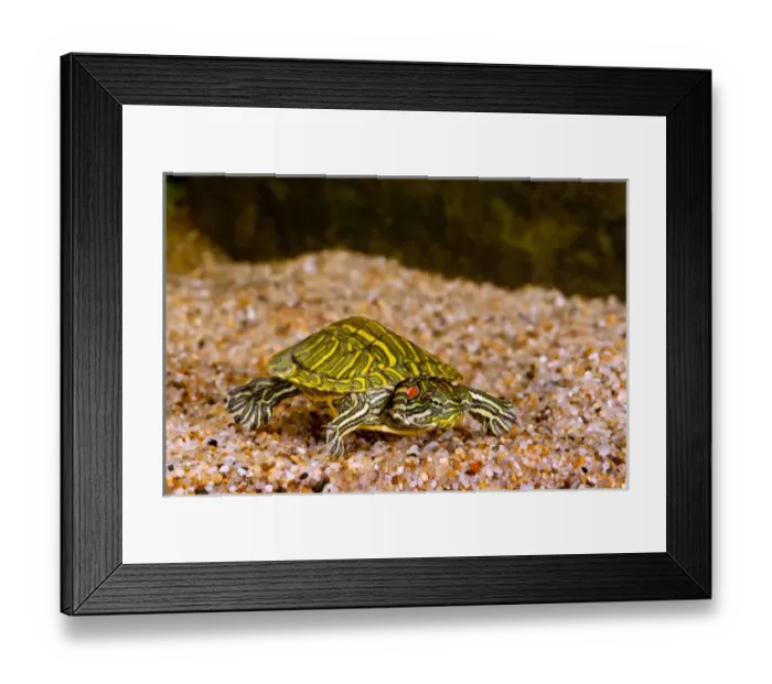 Framed Print : Ornate Red EarTurtle, Chrysemys scripta elegans, Native to Southern US Framed Print : Ornate Red EarTurtle, Chrysemys scripta elegans, Native to Southern US