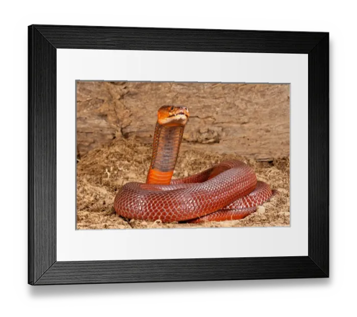 Framed Print : Red Spitting Cobra, Naja mossambica pallida, Native to Eastern Africa