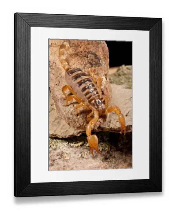 Framed Print : Tri-Color Burrowing Scorpion, Opistothalmus walbergii, Native to Africa Framed Print : Tri-Color Burrowing Scorpion, Opistothalmus walbergii, Native to Africa