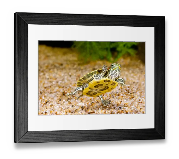 Framed Print : Ornate Red EarTurtle, Chrysemys scripta elegans, Native to Southern US Framed Print : Ornate Red EarTurtle, Chrysemys scripta elegans, Native to Southern US