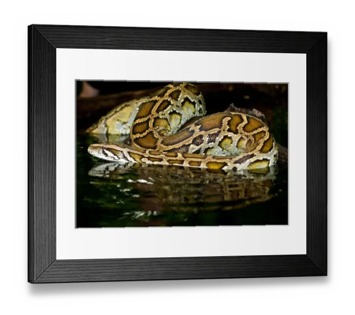 Framed Print : Burmese Python, Python molurus bivittatus, Native to China and Malaysia