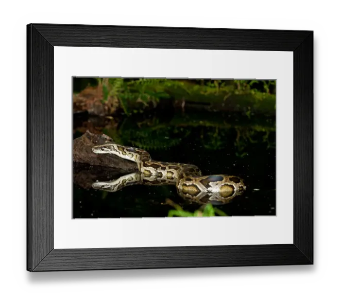 Framed Print : Burmese Python, Python molurus bivittatus, Native to China and Malaysia