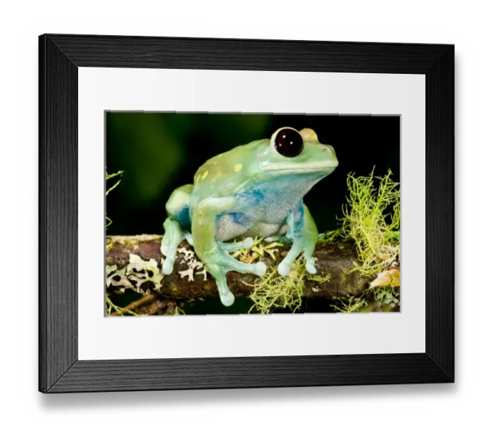 Framed Print : Maroon Big Eye Treefrog Leptopelis uluguliensis Native to Eastern Africa