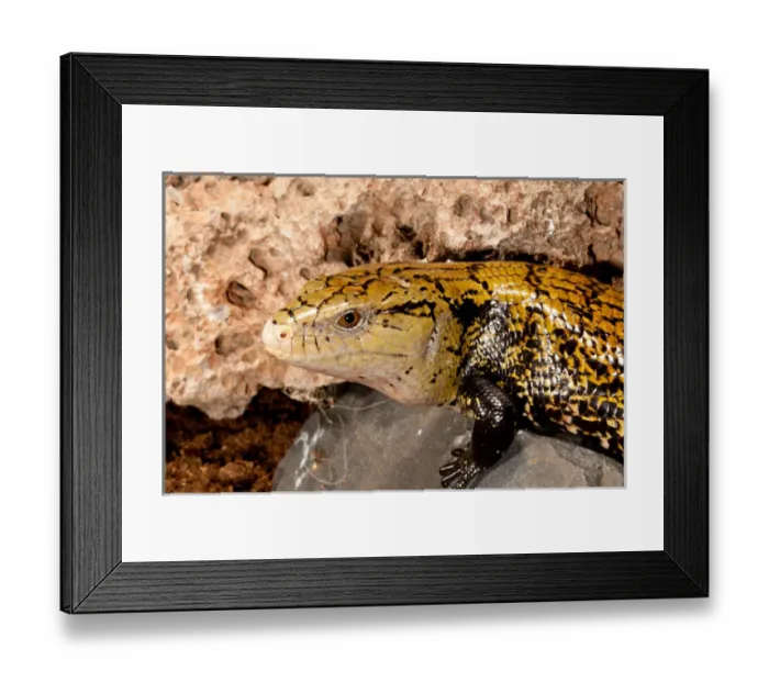 Framed Print : Irian Jaya Blue Tongue Skink, Tiliqua scincoides, Native to Irian Jaya Framed Print : Irian Jaya Blue Tongue Skink, Tiliqua scincoides, Native to Irian Jaya