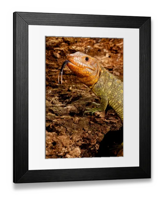 Framed Print : Caiman Lizard, Dracaena guianensis, Native to Northeastern South America Framed Print : Caiman Lizard, Dracaena guianensis, Native to Northeastern South America