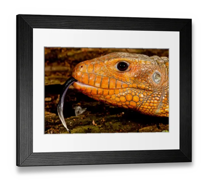 Framed Print : Caiman Lizard, Dracaena guianensis, Native to Northeastern South America Framed Print : Caiman Lizard, Dracaena guianensis, Native to Northeastern South America
