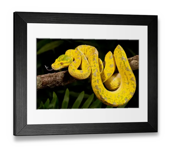 Framed Print : Green Tree Python, Morelia (Chondropython) viridis, Native to New Guinea Framed Print : Green Tree Python, Morelia (Chondropython) viridis, Native to New Guinea