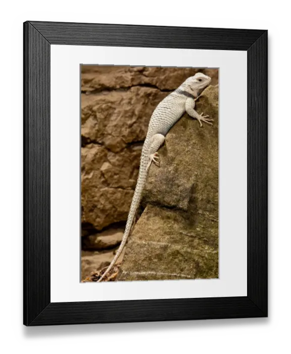 Framed Print : Desert Spiney Lizard, Sceloporus magister ssp, Native to South Western US Framed Print : Desert Spiney Lizard, Sceloporus magister ssp, Native to South Western US