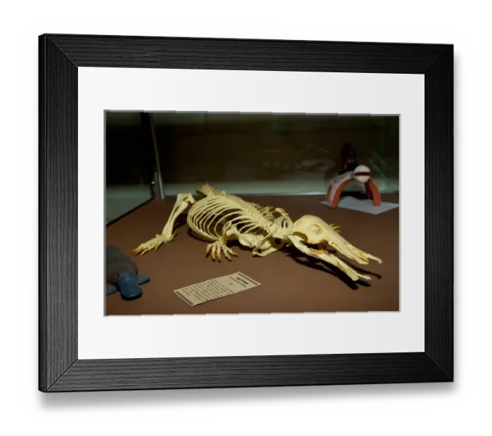 Framed Print : Duck Bill Platypus Skeleton, Ornithorhynchus anatinus, Native to Australia Framed Print : Duck Bill Platypus Skeleton, Ornithorhynchus anatinus, Native to Australia