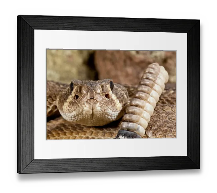 Framed Print : Western Diamondback Rattlesnake, Crotalus atrox, Native to Southwestern US Framed Print : Western Diamondback Rattlesnake, Crotalus atrox, Native to Southwestern US