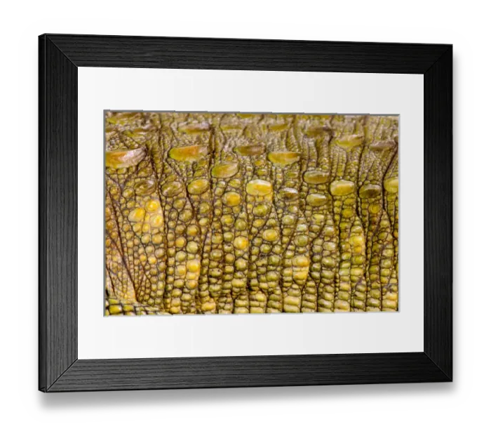 Framed Print : Caiman Lizard, Dracaena guianensis, Native to Northeastern South America Framed Print : Caiman Lizard, Dracaena guianensis, Native to Northeastern South America