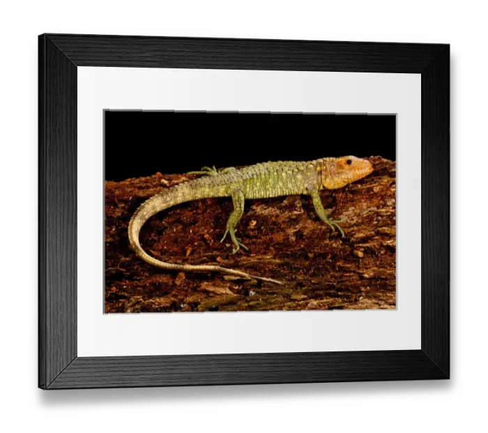 Framed Print : Caiman Lizard, Dracaena guianensis, Native to Northeastern South America Framed Print : Caiman Lizard, Dracaena guianensis, Native to Northeastern South America