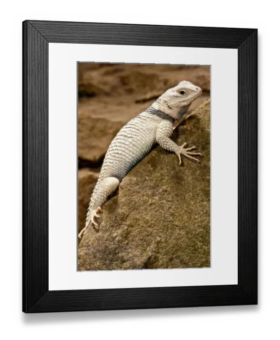 Framed Print : Desert Spiney Lizard, Sceloporus magister ssp, Native to South Western US Framed Print : Desert Spiney Lizard, Sceloporus magister ssp, Native to South Western US