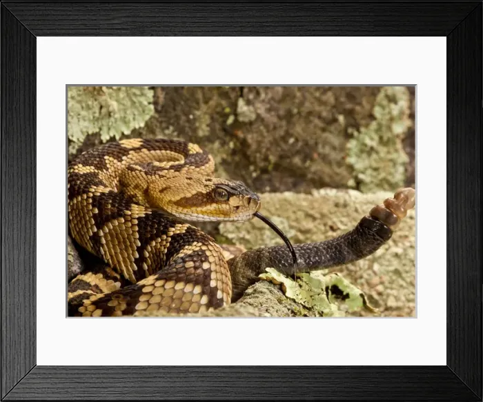 Framed Print : Northern Black-tailed Rattlesnake, Crotalus molossus, Native to Southwestern US