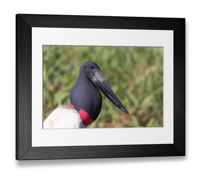 Framed Print : South America, Brazil, Mato Grosso, The Pantanal, jabiru, (Jabiru mycteria) Framed Print : South America, Brazil, Mato Grosso, The Pantanal, jabiru, (Jabiru mycteria)