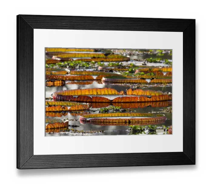Framed Print : South America, Brazil, Mato Grosso, The Pantanal, Porto Jofre, giant lily pads Framed Print : South America, Brazil, Mato Grosso, The Pantanal, Porto Jofre, giant lily pads