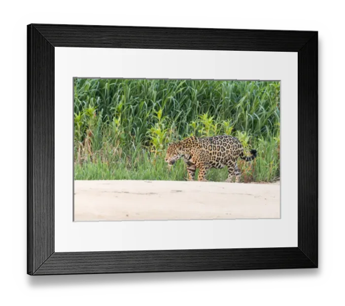 Framed Print : South America, Brazil, Mato Grosso, The Pantanal, Rio Cuiaba jaguar (Panthera onca) Framed Print : South America, Brazil, Mato Grosso, The Pantanal, Rio Cuiaba jaguar (Panthera onca)