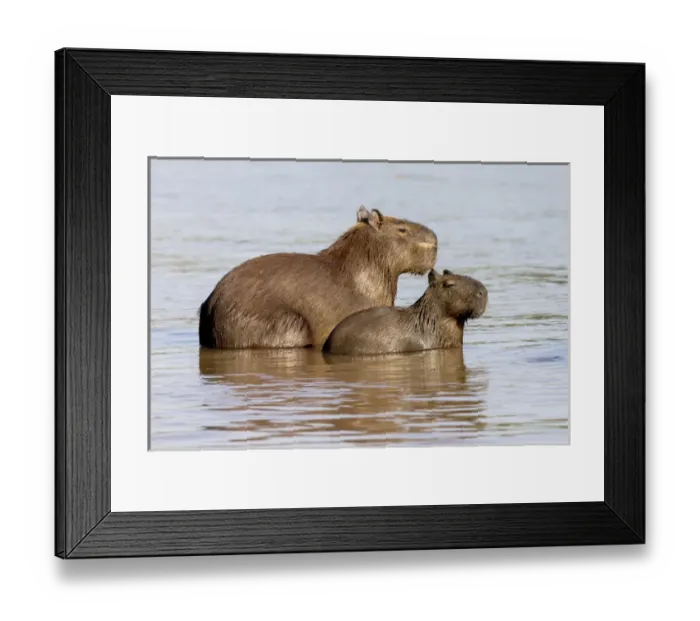 Framed Print : South America, Brazil, Mato Grosso, The Pantanal, Rio Cuiaba, capybara, (Hydrochaeris hydrochaeris) Framed Print : South America, Brazil, Mato Grosso, The Pantanal, Rio Cuiaba, capybara, (Hydrochaeris hydrochaeris)
