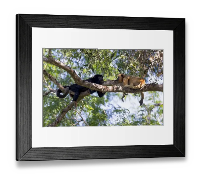 Framed Print : South America, Brazil, Mato Grosso, The Pantanal, black howler monkeys, (Alouatta caraya) Framed Print : South America, Brazil, Mato Grosso, The Pantanal, black howler monkeys, (Alouatta caraya)